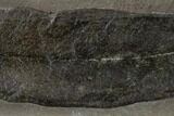 Fossil Fern (Macroneuropteris) - Mazon Creek #114118-1